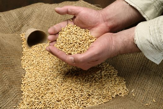  wheat sowing seed in man's hand