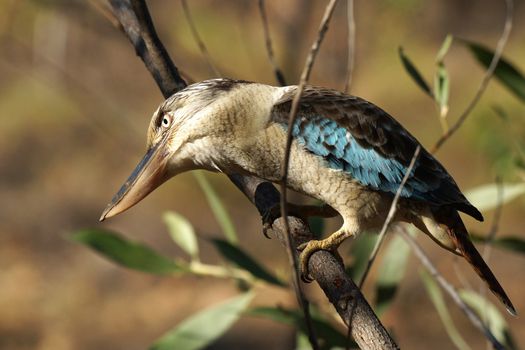 Blue-winged Kookaburra, Nitmiluk National Park, Australia