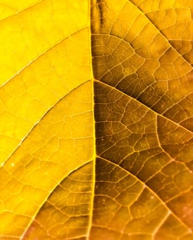 tree's leaf texture in yellow color background