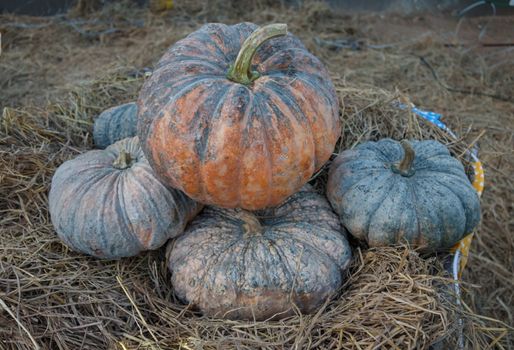Pumkins with nature dry grass