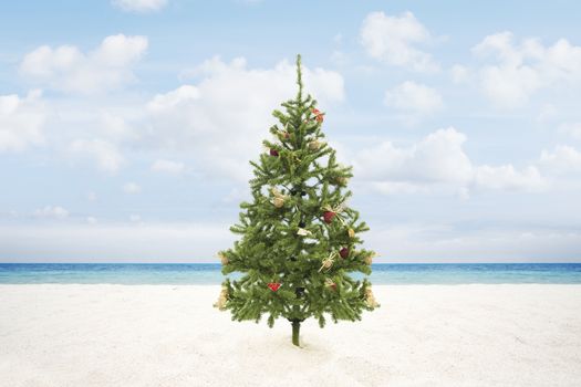 view of Christmas tree on wild empty tropical beach