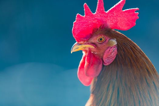 Close-up of a rooster (male chicken).