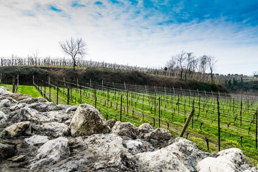 vineyards on the hills in spring, Soave, Italy