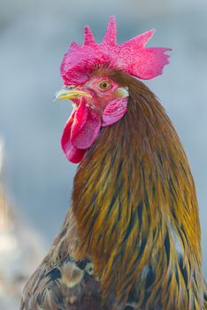 Close-up of a rooster (male chicken).