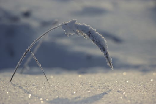 a frozen dry plant, winter landscape, snow