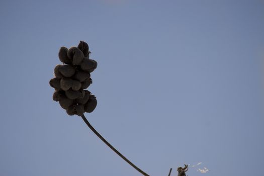 a frozen dry plant, winter, blue sky