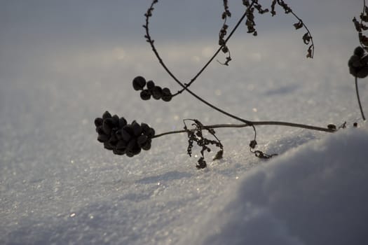 a frozen dry plant, winter landscape, snow