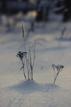 a frozen dry plant, winter landscape, snow