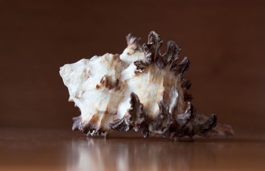 sea shell, brown, beige, white, on wooden table