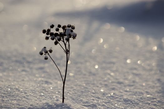 a frozen dry plant, winter landscape, snow