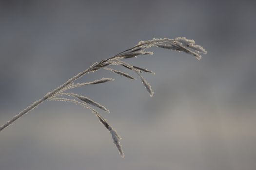 a frozen dry plant, winter landscape, snow