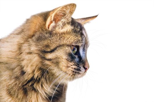 Portrait of the Cat over the White Background