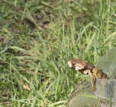 Australian native reptile - pink-tongued skink lizard - Cyclodomorphus gerrardii or now known as  Hemisphaeiodon gerrardii