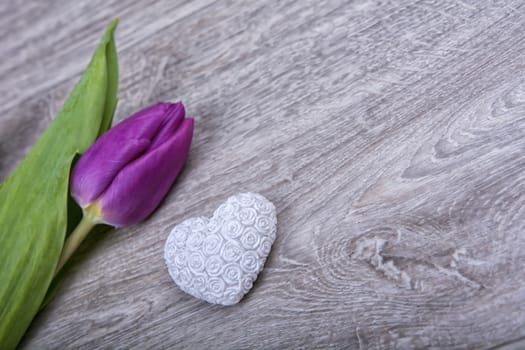 White heart and purple tulip on a wooden background