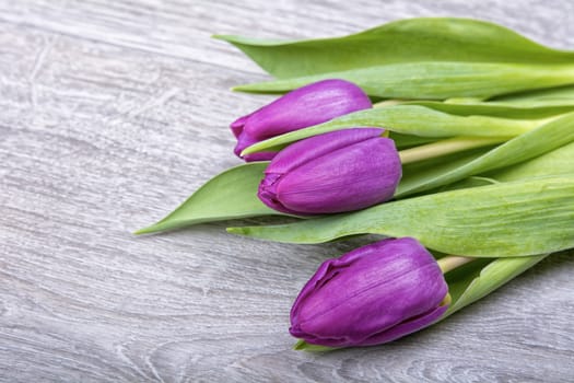 Violet tulips on a grey wooden background