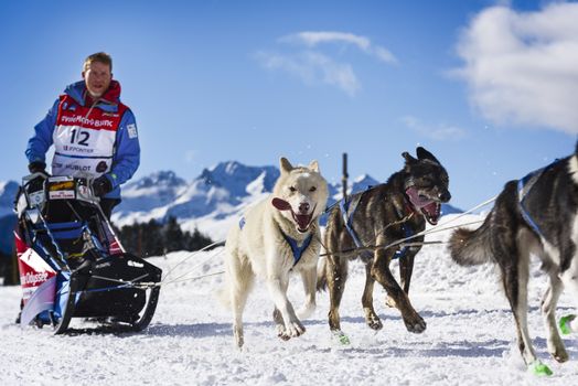 SARDIERES VANOISE, FRANCE - JANUARY 20 2016 - the GRANDE ODYSSEE the hardest mushers race in savoie Mont-Blanc, Philippe Pontier, french musher, Vanoise, Alps