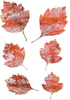 Set of autumn leaves isolated on white background. One type of plant