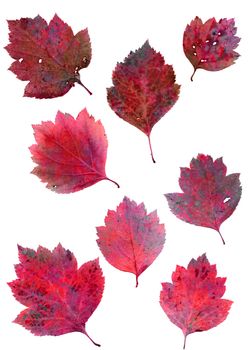 Set of autumn leaves isolated on white background. One type of plant