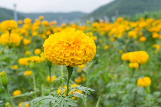 Marigolds (Tagetes erecta, Mexican marigold, Aztec marigold, African marigold)