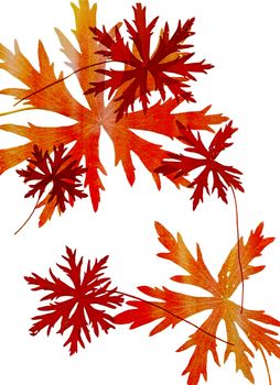 Set of autumn leaves isolated on white background. One type of plant