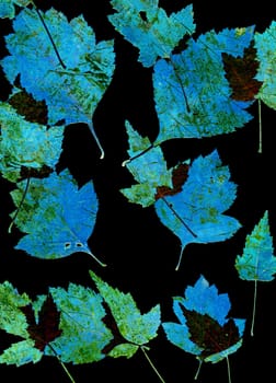 Set of autumn leaves isolated on black background. One type of plant. Abstract pattern