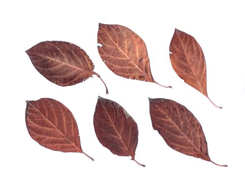 Set of autumn leaves isolated on white background. One type of plant