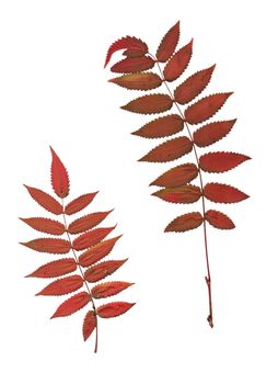 Set of autumn leaves isolated on white background. One type of plant