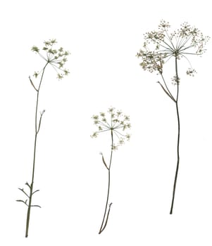 Collection of dried plants isolated on a white background. Size is extremely large