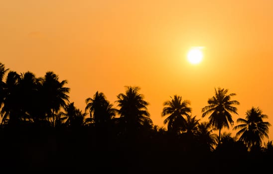 Silhouetted of coconut tree during sunset