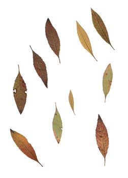 Set of autumn leaves isolated on white background. One type of plant