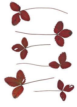 Set of autumn leaves isolated on white background. One type of plant