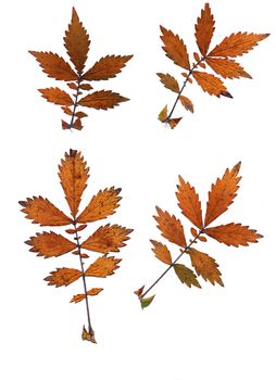 Set of autumn leaves isolated on white background. One type of plant