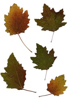 Set of autumn leaves isolated on white background. One type of plant