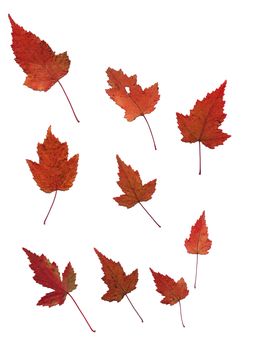 Set of autumn leaves isolated on white background. One type of plant