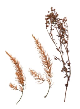 Collection of dried plants isolated on a white background. Size is extremely large