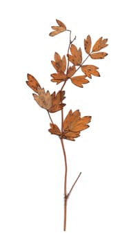 Collection of dried plants isolated on a white background. Size is extremely large