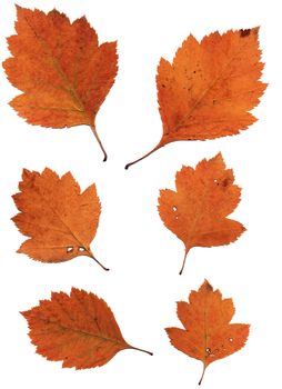 Set of autumn leaves isolated on white background. One type of plant