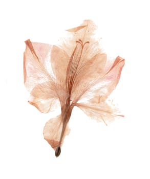 Collection of dried flowers isolated on a white background. Size is extremely large