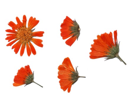 Collection of dried flowers isolated on a white background. Size is extremely large