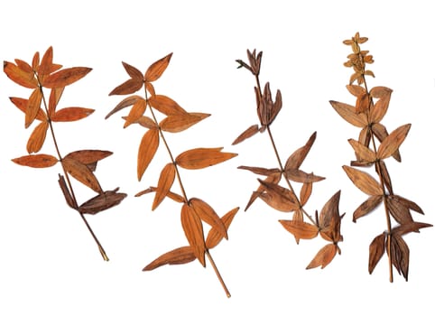 Collection of dried plants isolated on a white background. Size is extremely large