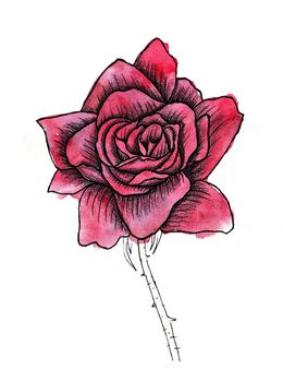 Rose Flower handmade watercolor painting, isolated on white