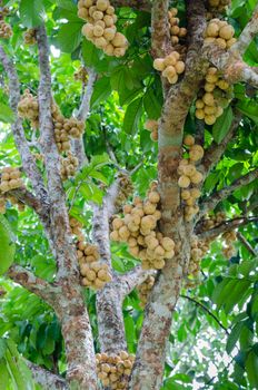 Longkong fruit or Lansium parasiticum is tropical fruit in Thailand