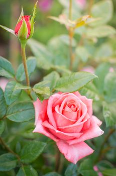 Beautiful pink rose in a garden