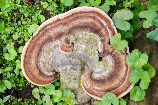 Large Mushroom Growing in a  Stump