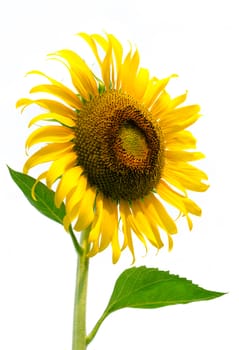 Sunflower on white background