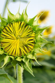 Sunflower bud against sunflower blossoming on background