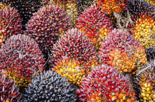 Background of Palm Oil Fruits on the floor at Thailand