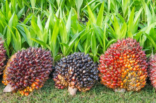 Pile of Palm Oil Fruits with Seedlings