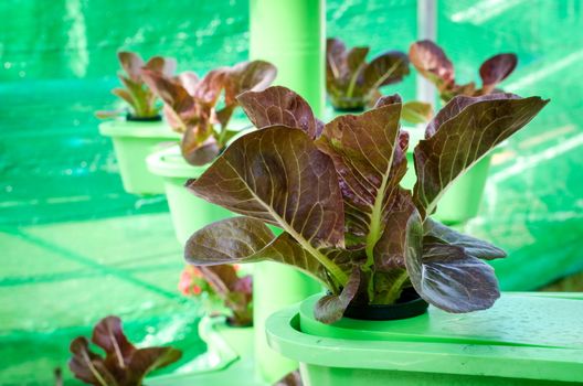 vegetables hydroponics farm