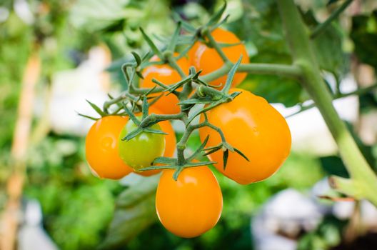 Fresh yellow tomatoes on vegetable garden